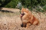 SPITZ ALLEMAND 467